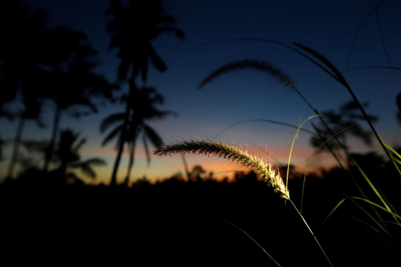 Angsoka Bungalow Ubud Exteriér fotografie